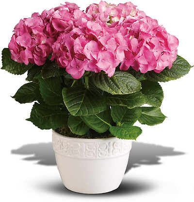 Happy Hydrangea - Pink